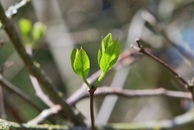 Calycanthus floridus - sazaník květnatý - jarní listy